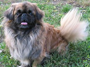 Pekinský palácový psík