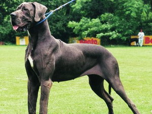 Nemecká doga