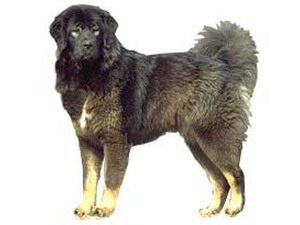 Tibetský mastif