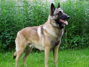 Malinois