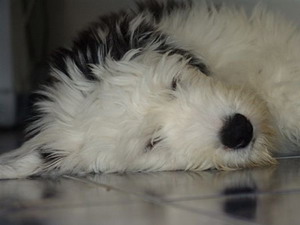 Bobtail