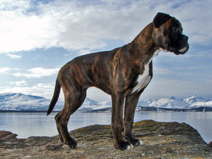 Boxer