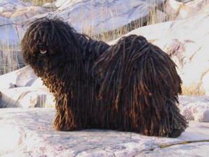 Puli