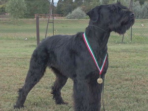 Schnauzer