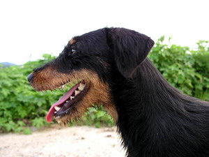 Jagteriér