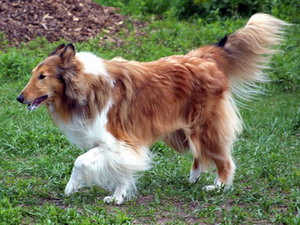 Škótsky ovčiak