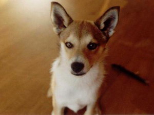 Lundehund