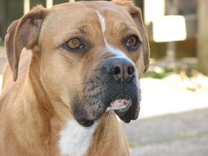 Pitbul teriér