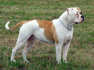 Amerikai Bulldog