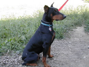 Doberman