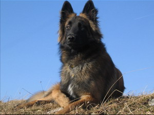 Tervueren