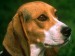 Beagle (Bígl)