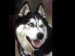 Sibírsky Husky