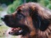 Leonberger