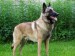 Malinois