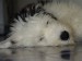 Bobtail