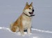 Akita inu