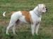 Amerikai Bulldog