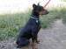 Doberman