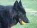 Groenendael